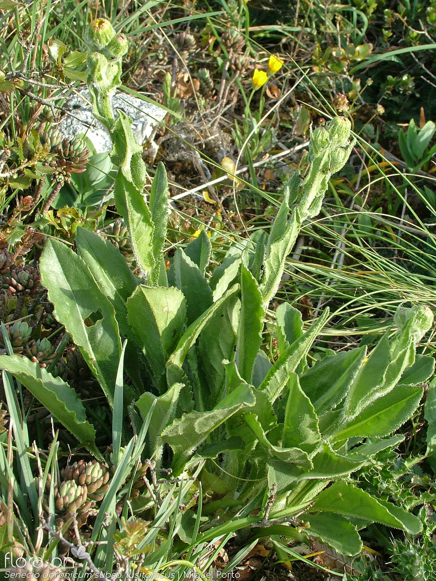 Senecio doronicum lusitanicus - Hábito | Miguel Porto; CC BY-NC 4.0