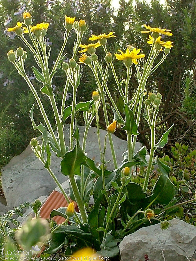 Senecio doronicum lusitanicus - Hábito | Miguel Porto; CC BY-NC 4.0