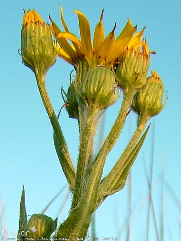 Senecio doronicum lusitanicus - Flor (geral) | Cristina Estima Ramalho; CC BY-NC 4.0