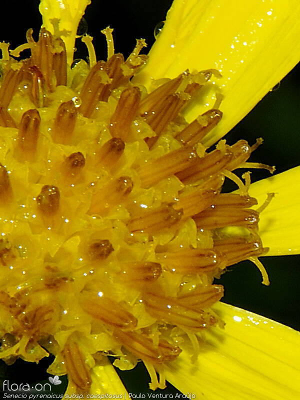 Senecio pyrenaicus caespitosus - Flor (close-up) | Paulo Ventura Araújo; CC BY-NC 4.0