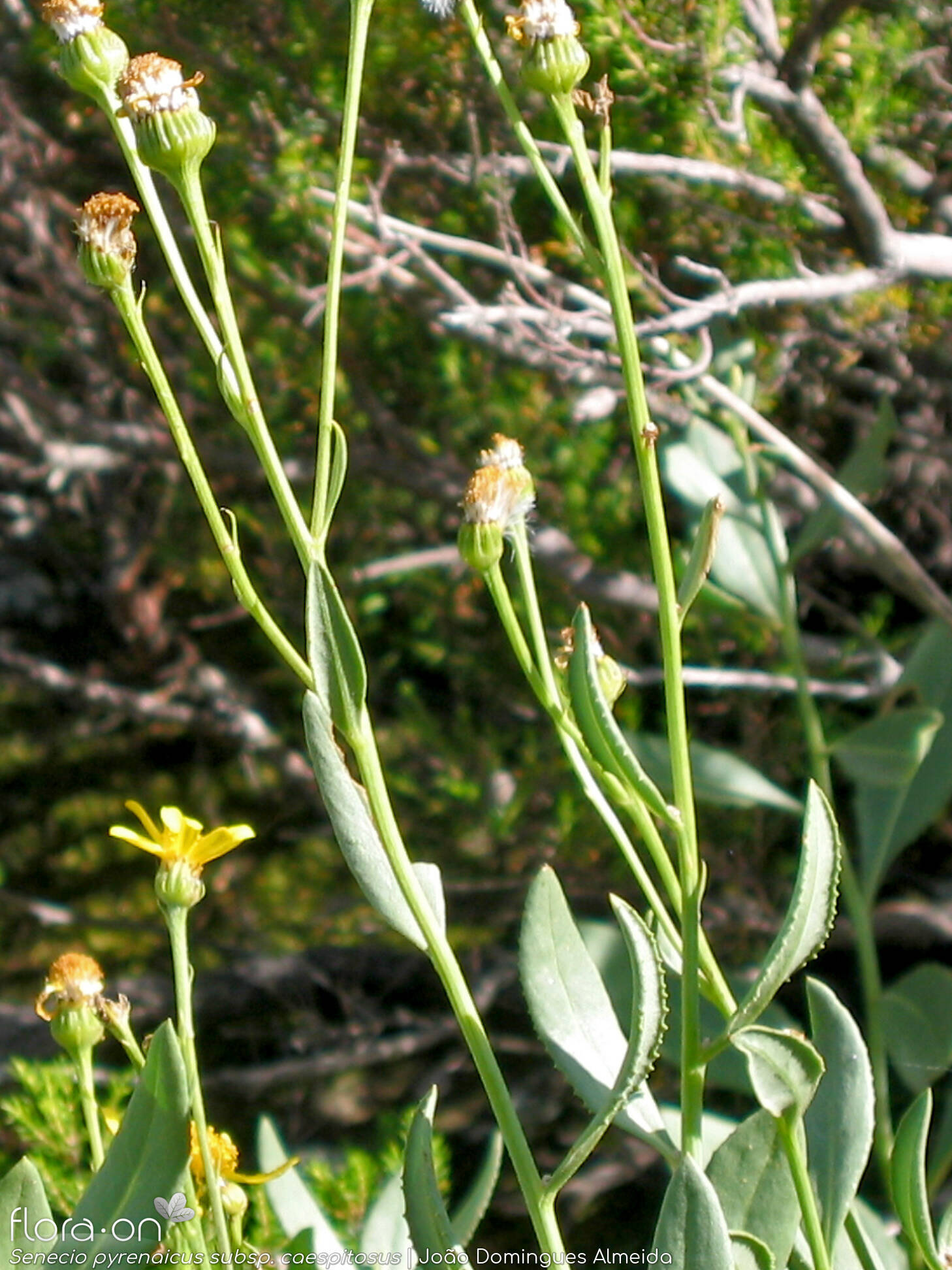 Senecio pyrenaicus caespitosus - Flor (geral) | João Domingues Almeida; CC BY-NC 4.0