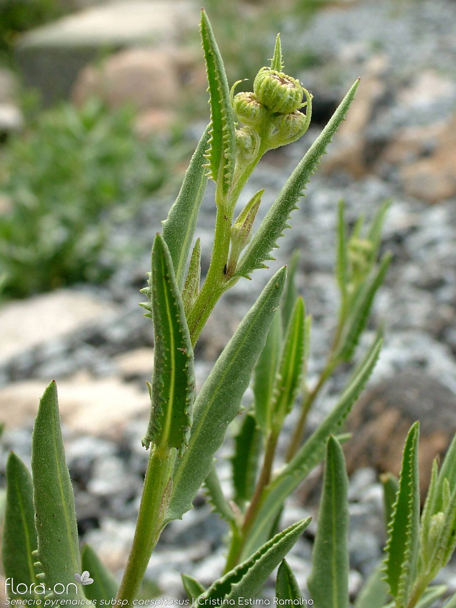 Senecio pyrenaicus caespitosus - Flor (geral) | Cristina Estima Ramalho; CC BY-NC 4.0