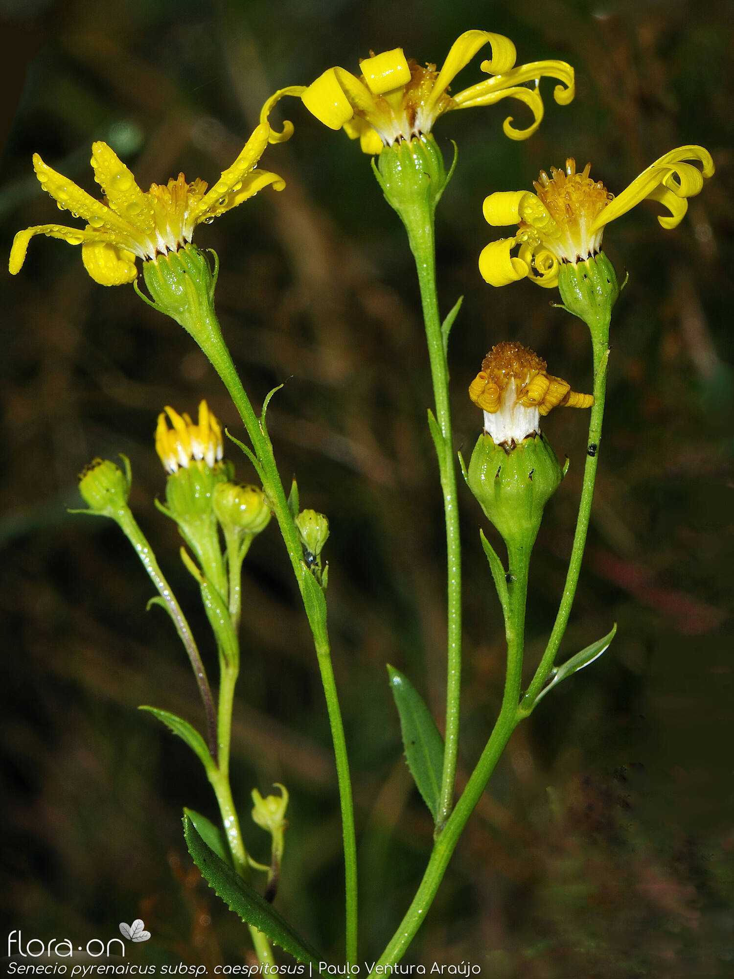 Senecio pyrenaicus caespitosus - Flor (geral) | Paulo Ventura Araújo; CC BY-NC 4.0