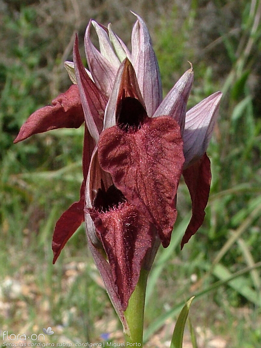 Serapias cordigera - Flor (geral) | Miguel Porto; CC BY-NC 4.0