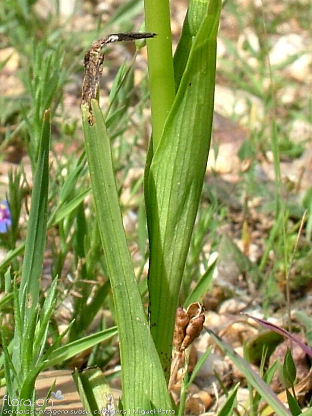 Serapias cordigera - Folha | Miguel Porto; CC BY-NC 4.0