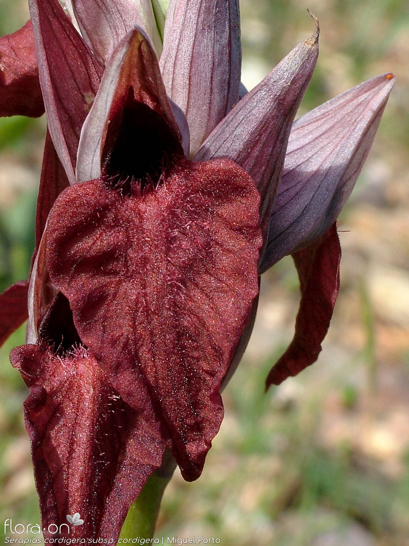 Serapias cordigera - Flor (close-up) | Miguel Porto; CC BY-NC 4.0