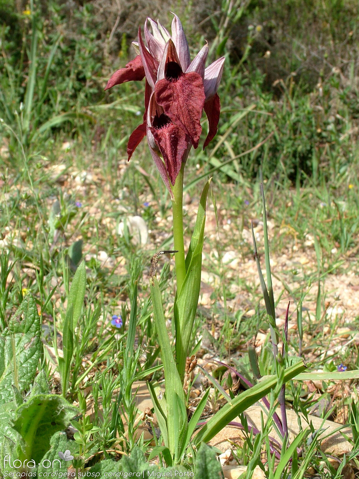 Serapias cordigera - Hábito | Miguel Porto; CC BY-NC 4.0