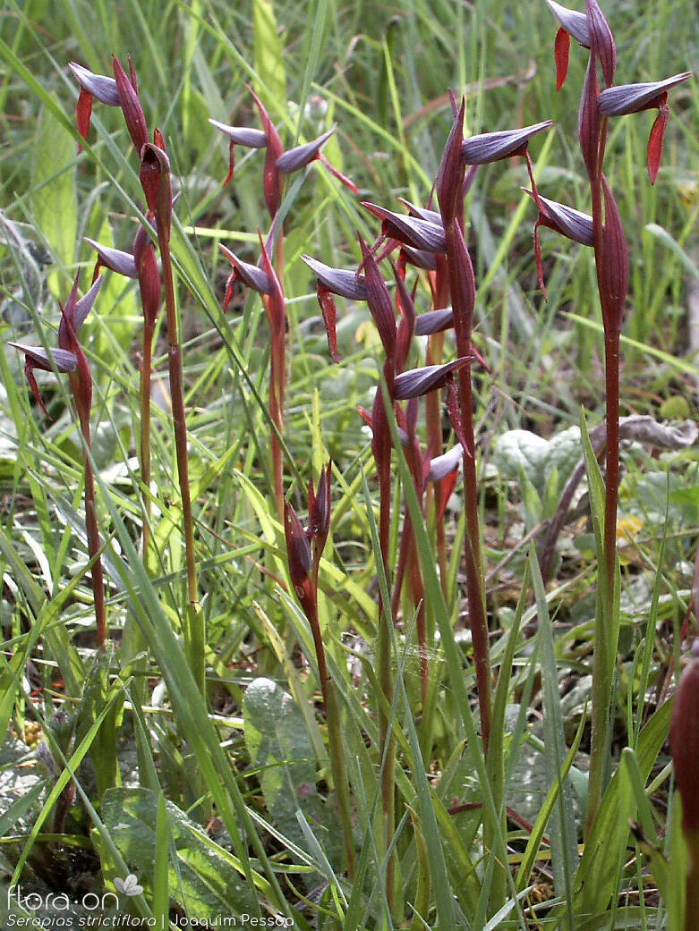 Serapias strictiflora - Hábito | Joaquim Pessoa; CC BY-NC 4.0