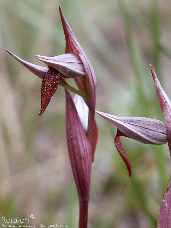 Serapias strictiflora - Flor (close-up) | Joaquim Pessoa; CC BY-NC 4.0