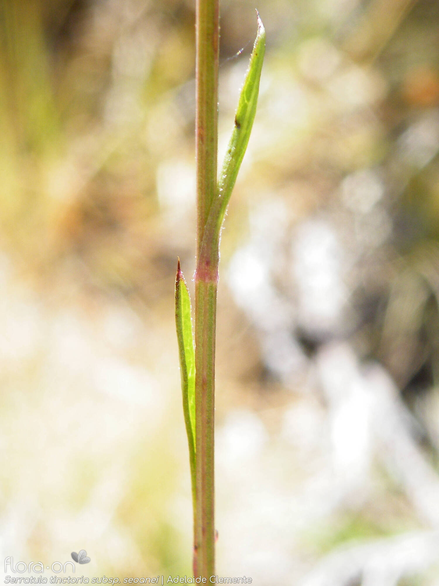 Serratula tinctoria seoanei - Caule | Adelaide Clemente; CC BY-NC 4.0