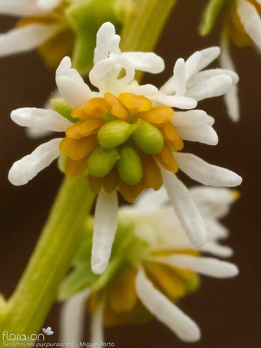 Sesamoides purpurascens - Flor (close-up) | Miguel Porto; CC BY-NC 4.0