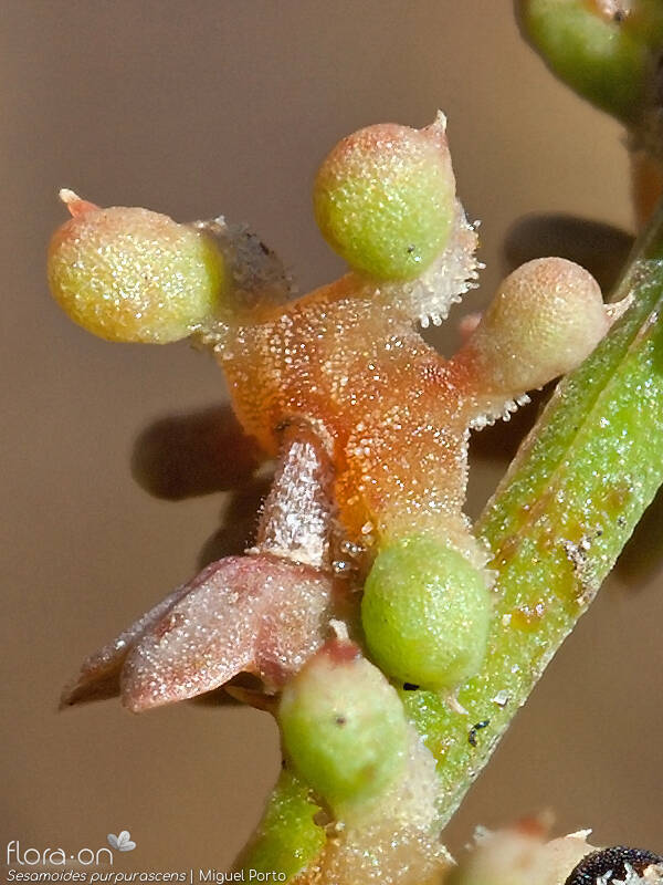 Sesamoides purpurascens - Fruto | Miguel Porto; CC BY-NC 4.0