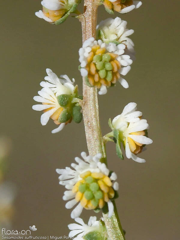 Sesamoides suffruticosa - Flor (close-up) | Miguel Porto; CC BY-NC 4.0