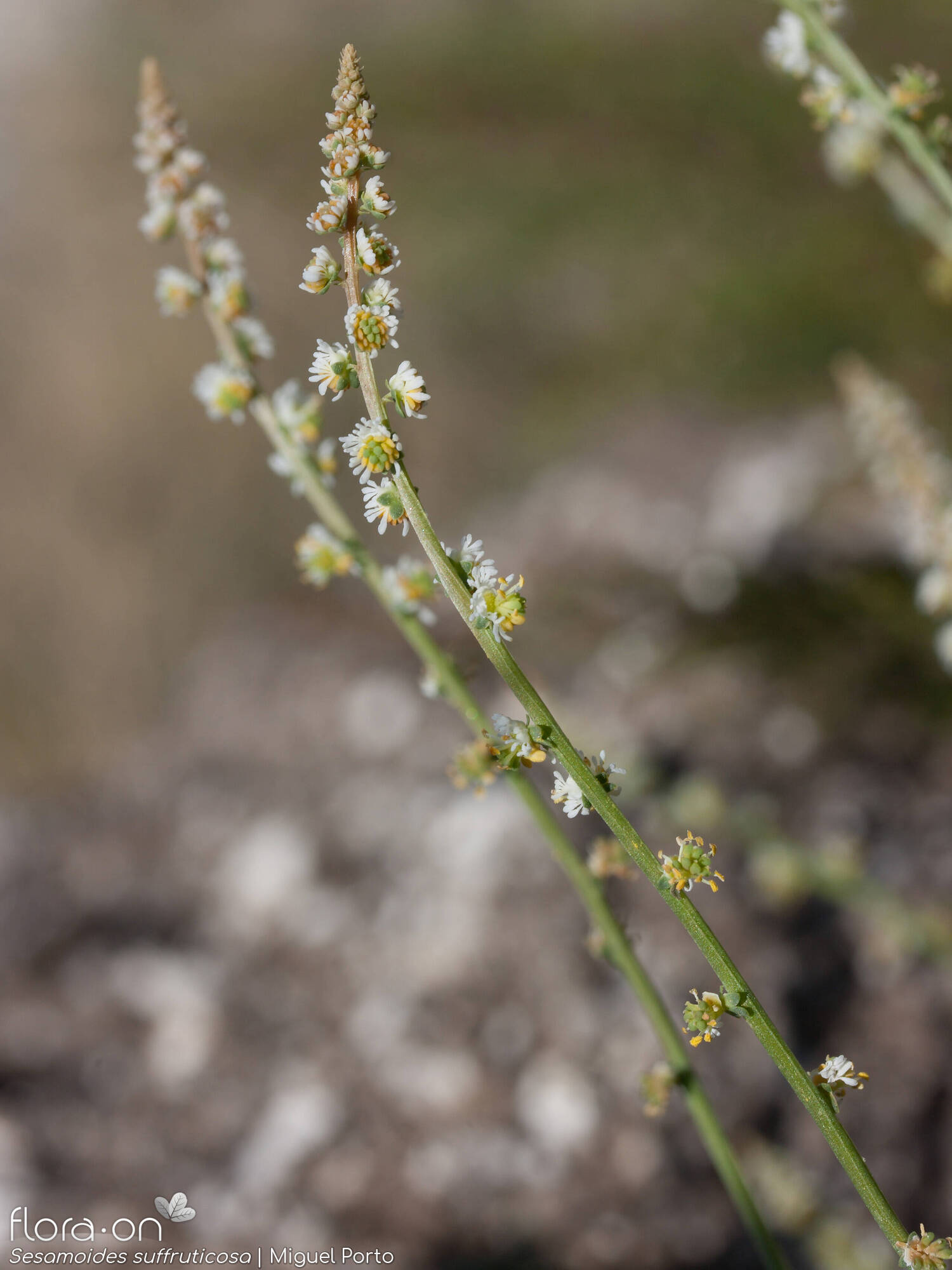 Sesamoides suffruticosa - Flor (geral) | Miguel Porto; CC BY-NC 4.0