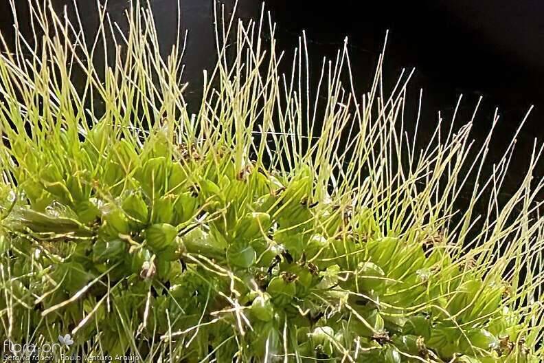 Setaria faberi - Flor (close-up) | Paulo Ventura Araújo; CC BY-NC 4.0