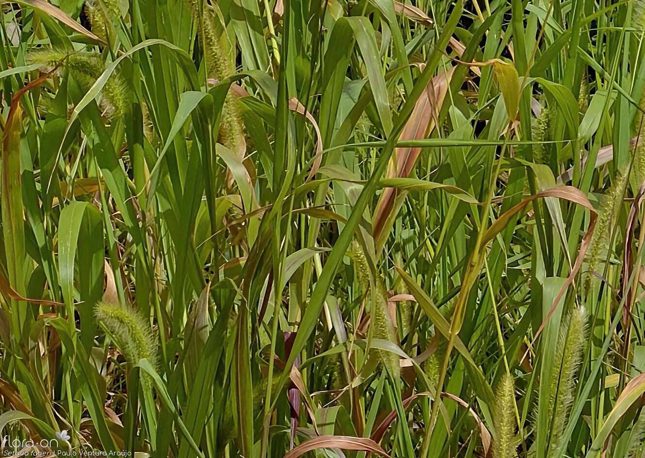 Setaria faberi - Folha (geral) | Paulo Ventura Araújo; CC BY-NC 4.0