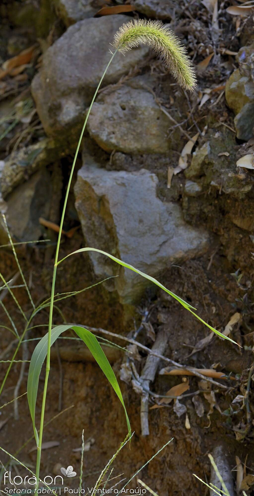 Setaria faberi - Folha (geral) | Paulo Ventura Araújo; CC BY-NC 4.0