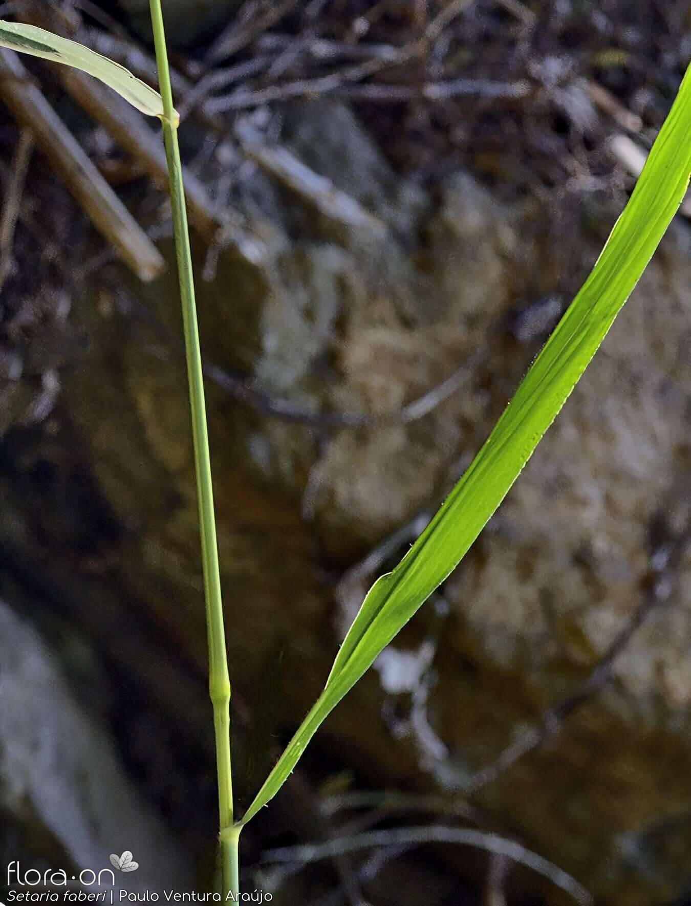 Setaria faberi - Folha | Paulo Ventura Araújo; CC BY-NC 4.0