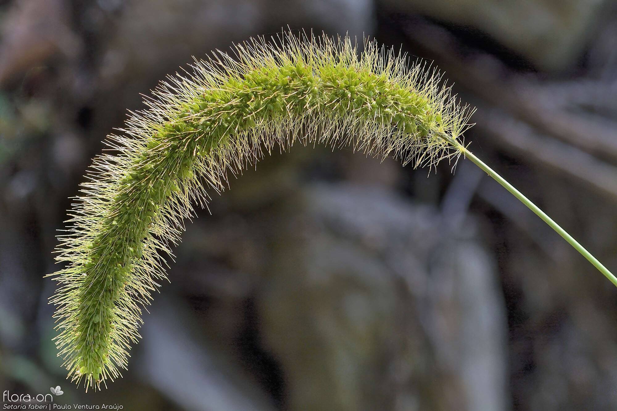 Setaria faberi - Flor (geral) | Paulo Ventura Araújo; CC BY-NC 4.0