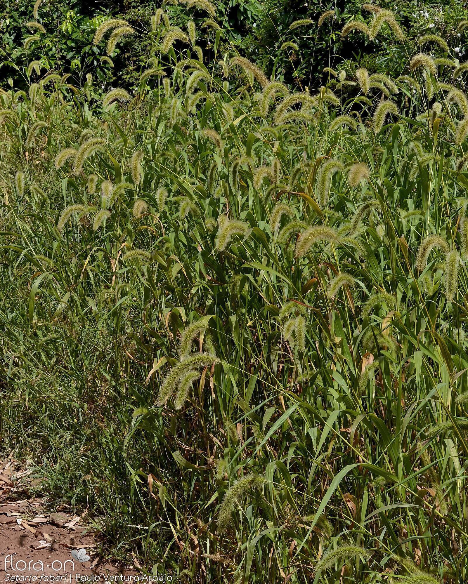 Setaria faberi - Hábito | Paulo Ventura Araújo; CC BY-NC 4.0