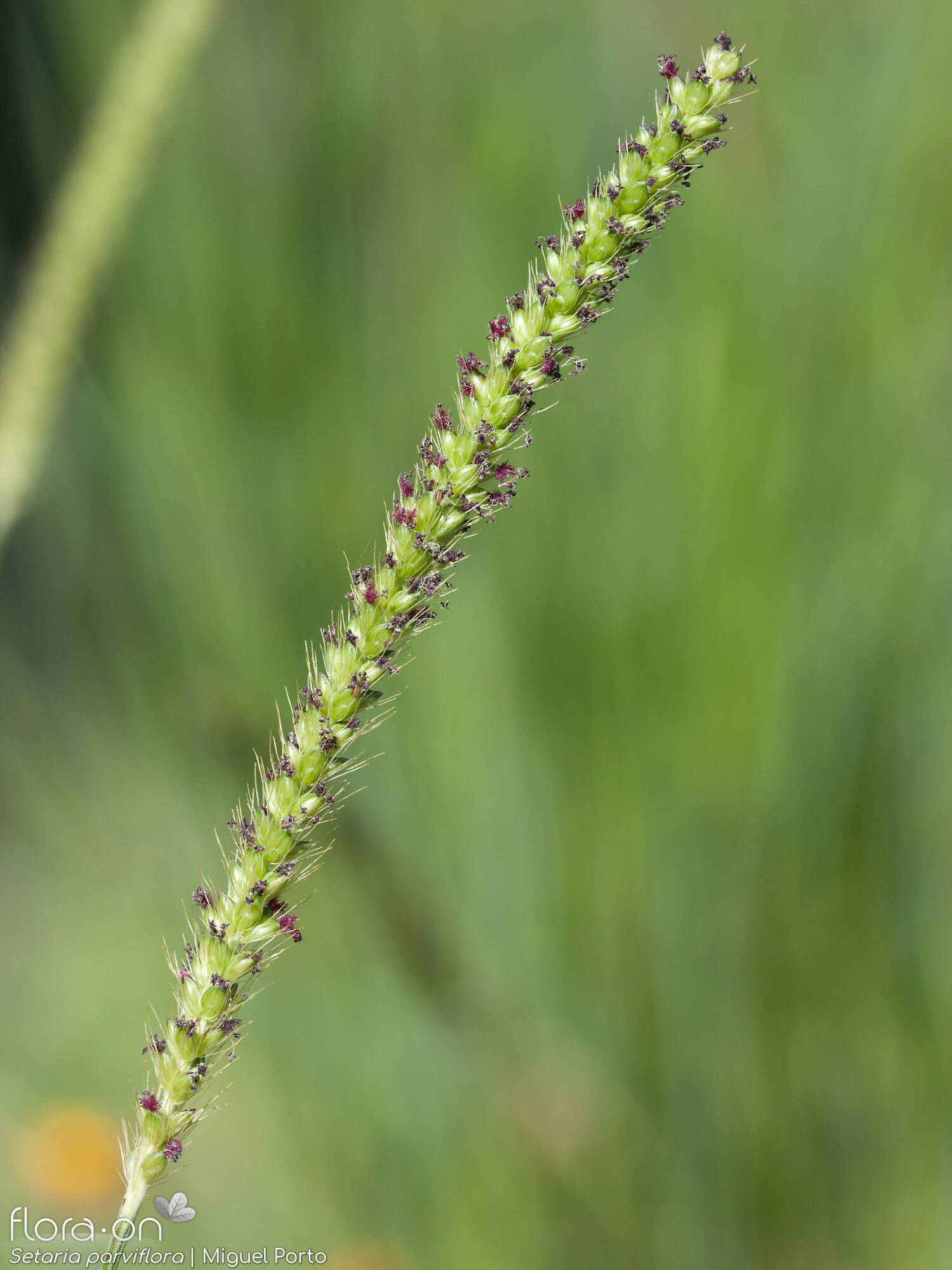 Setaria parviflora - Flor (geral) | Miguel Porto; CC BY-NC 4.0