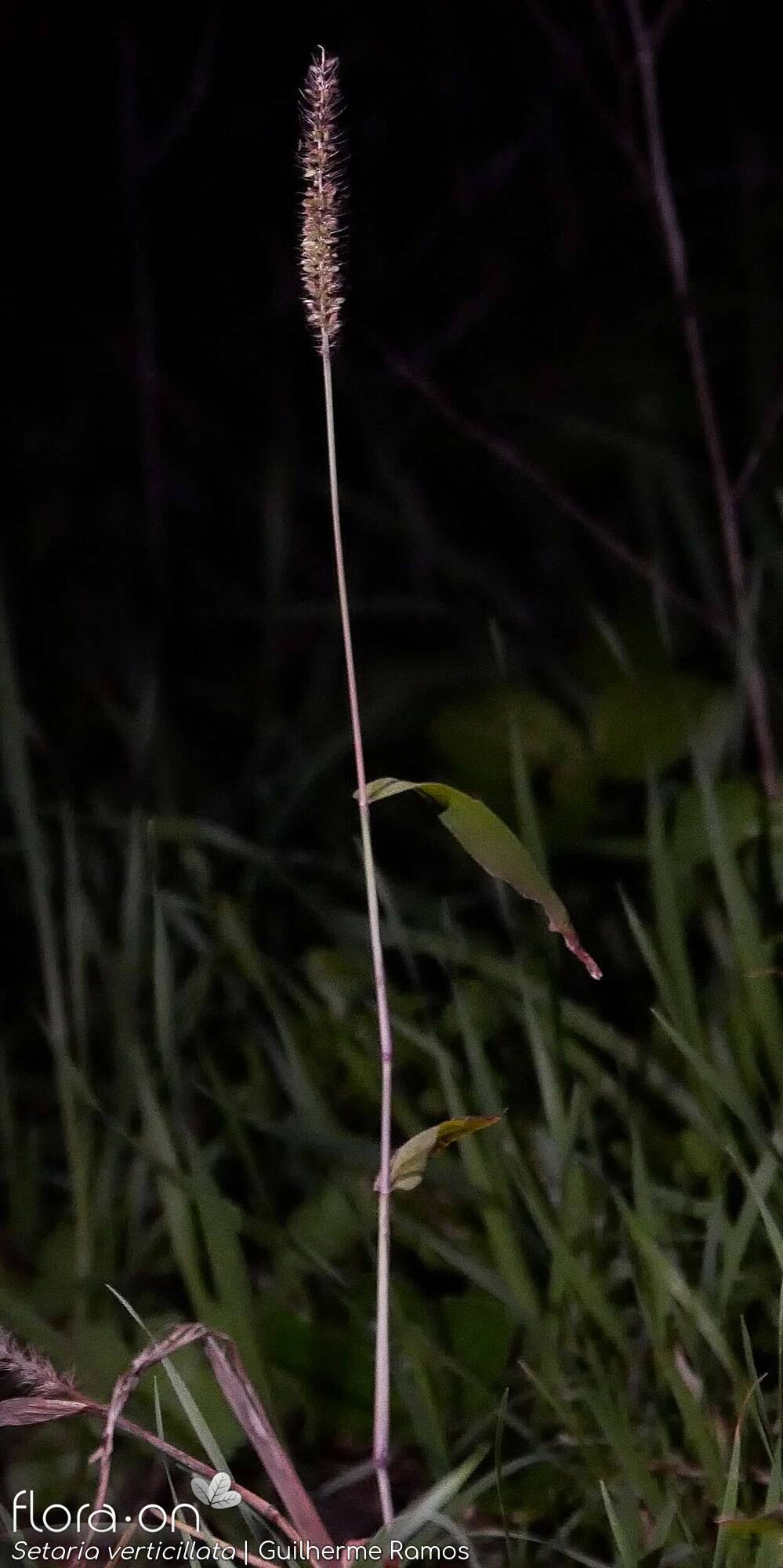 Setaria verticillata - Flor (geral) | Guilherme Ramos; CC BY-NC 4.0