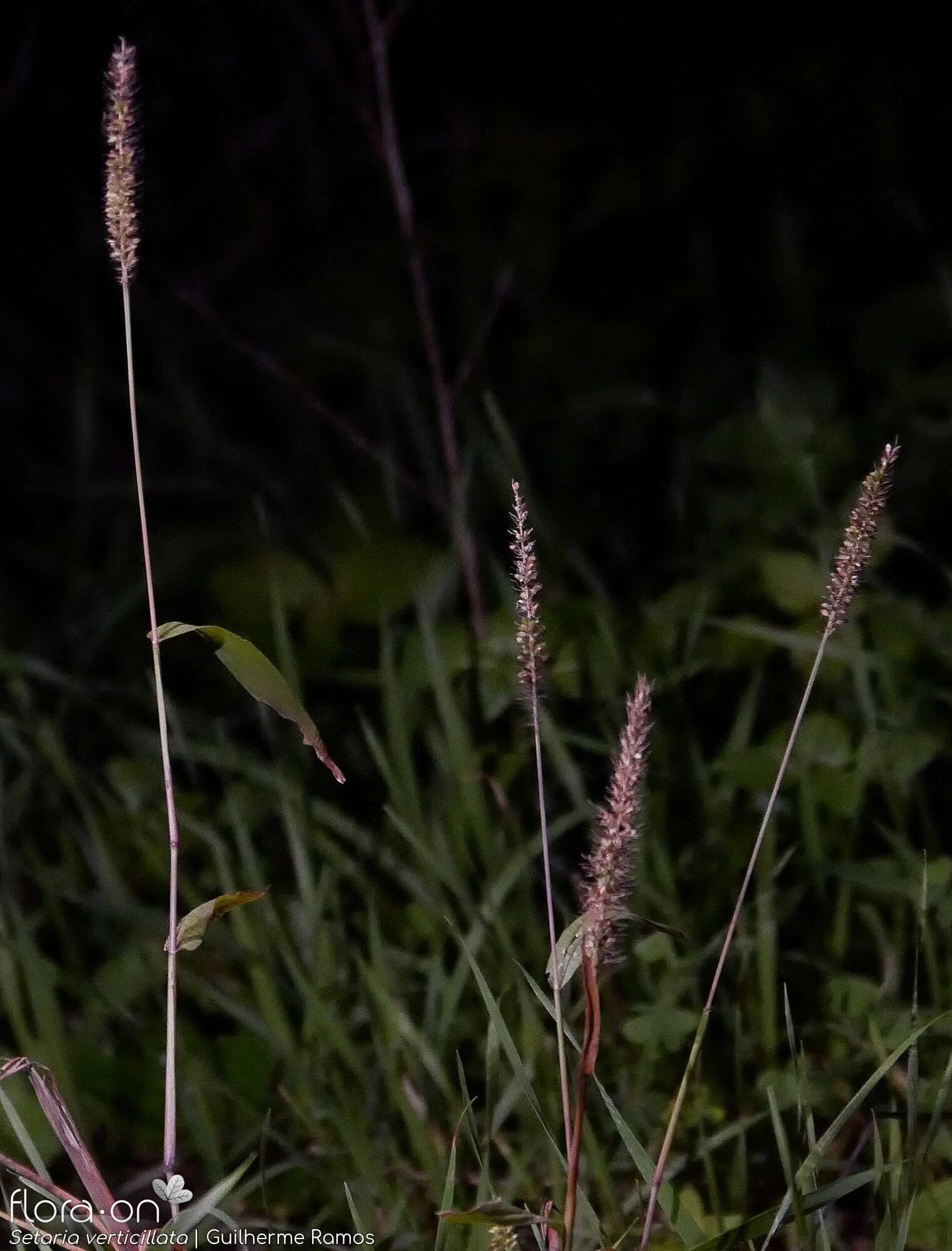 Setaria verticillata - Hábito | Guilherme Ramos; CC BY-NC 4.0