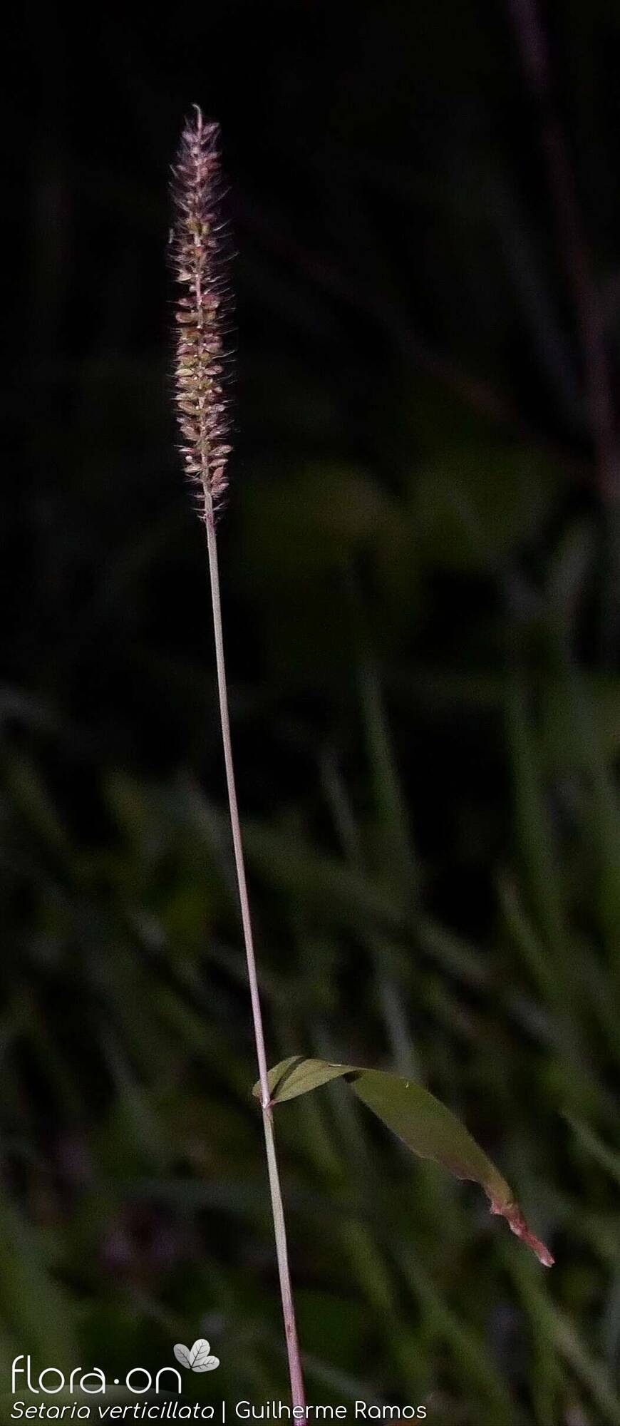 Setaria verticillata - Flor (geral) | Guilherme Ramos; CC BY-NC 4.0