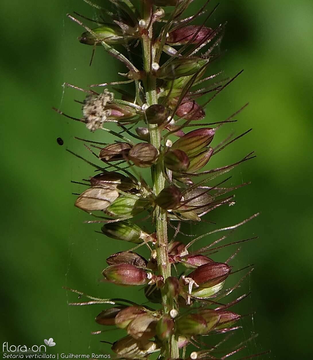 Setaria verticillata - Fruto | Guilherme Ramos; CC BY-NC 4.0