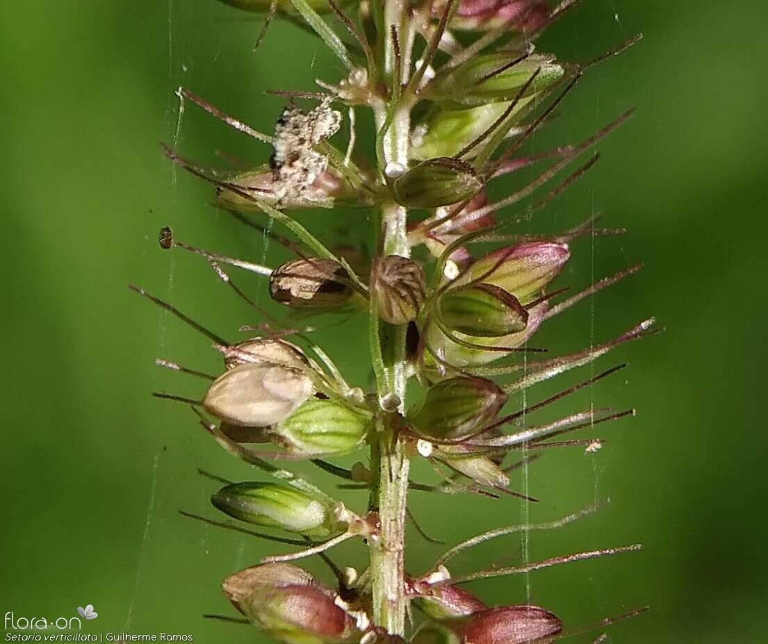 Setaria verticillata - Fruto | Guilherme Ramos; CC BY-NC 4.0