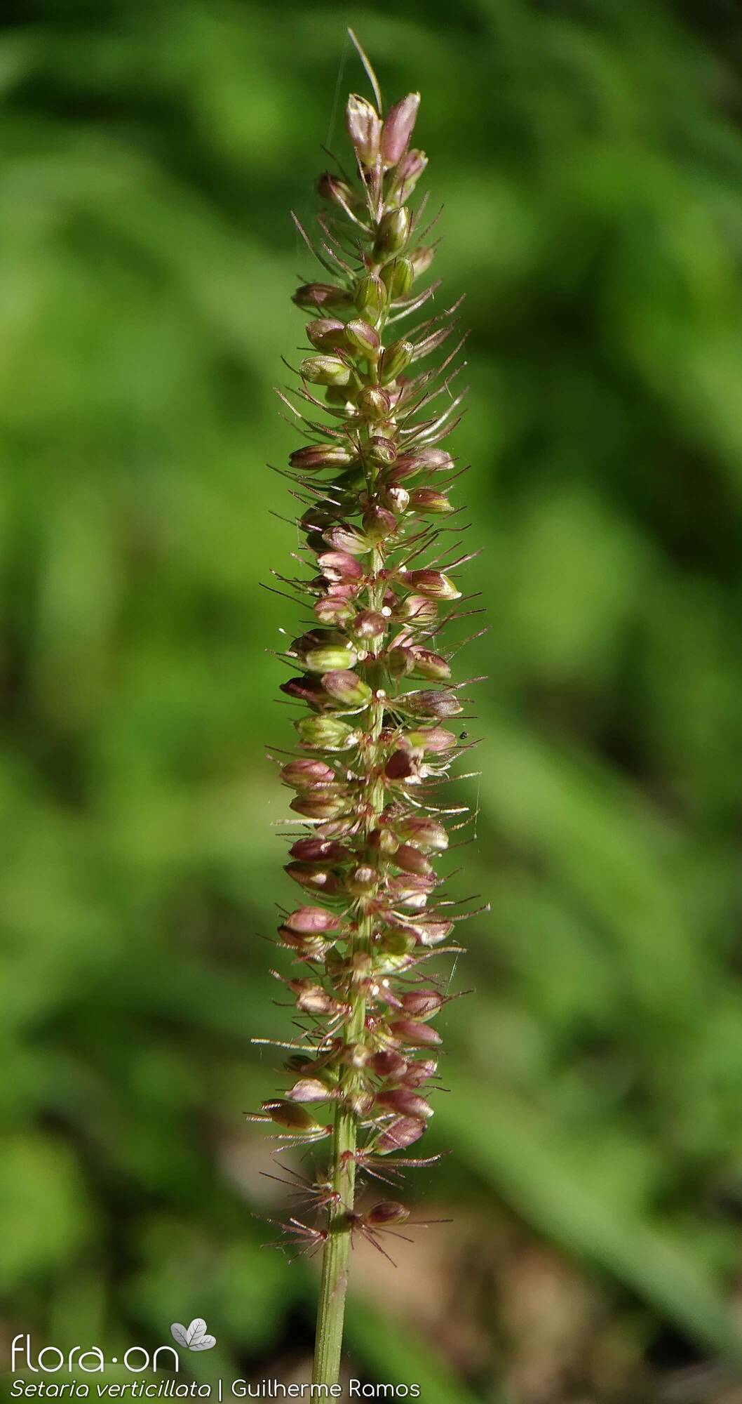 Setaria verticillata - Fruto | Guilherme Ramos; CC BY-NC 4.0