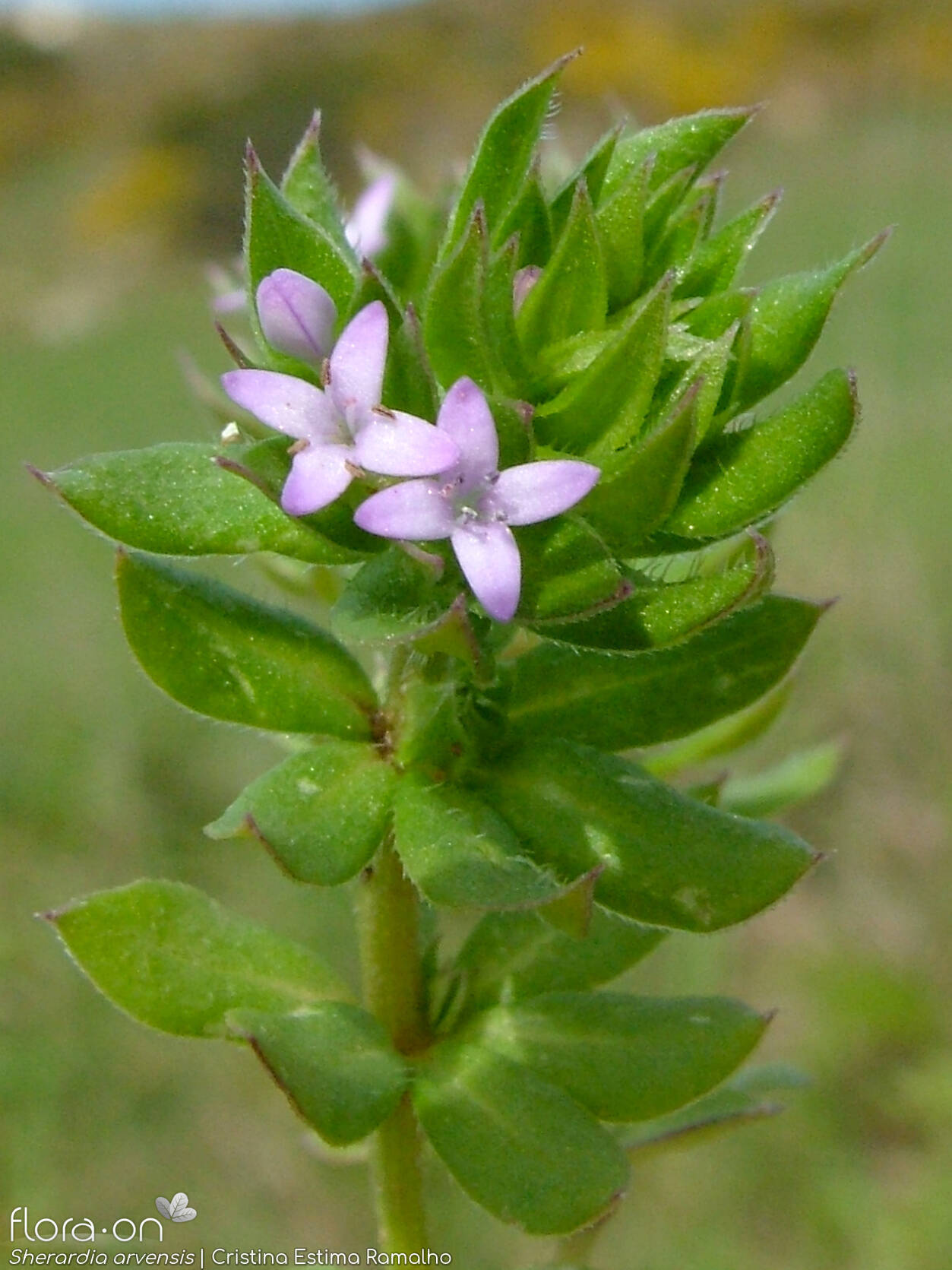 Sherardia arvensis