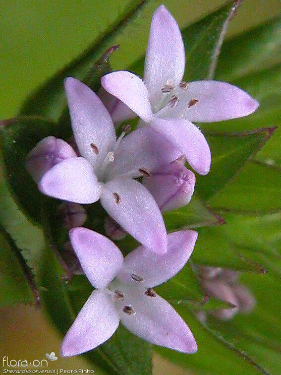Sherardia arvensis - Flor (close-up) | Pedro Pinho; CC BY-NC 4.0