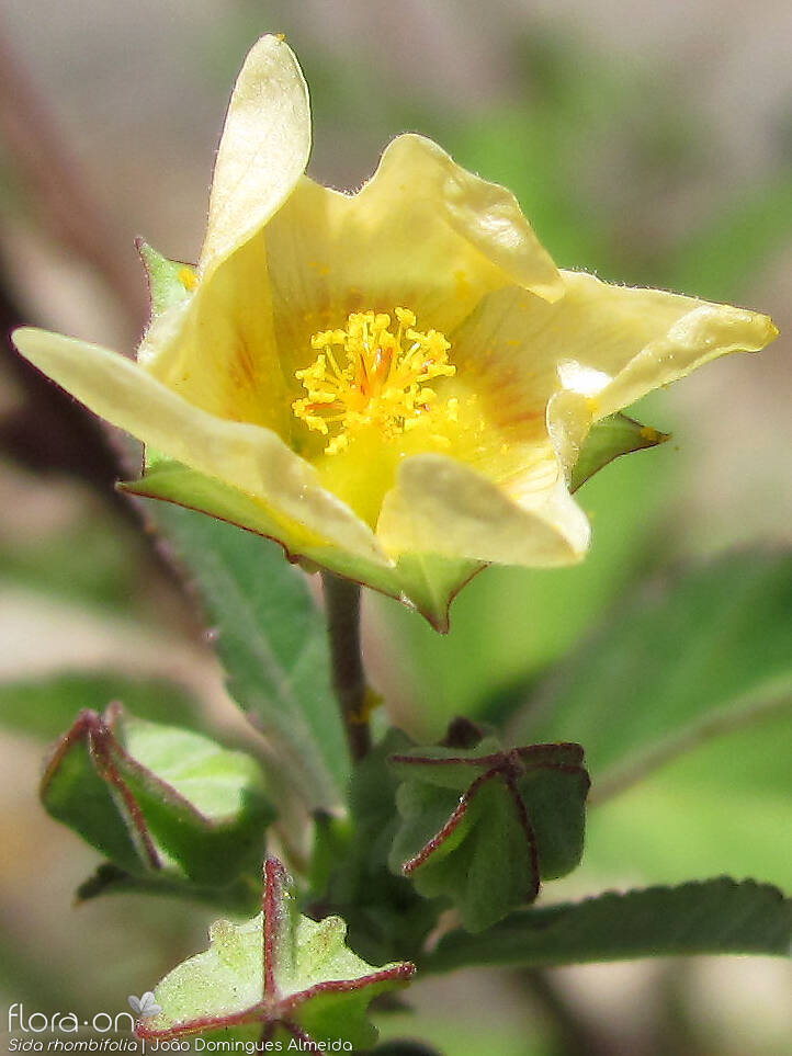 Sida rhombifolia - Flor (close-up) | João Domingues Almeida; CC BY-NC 4.0
