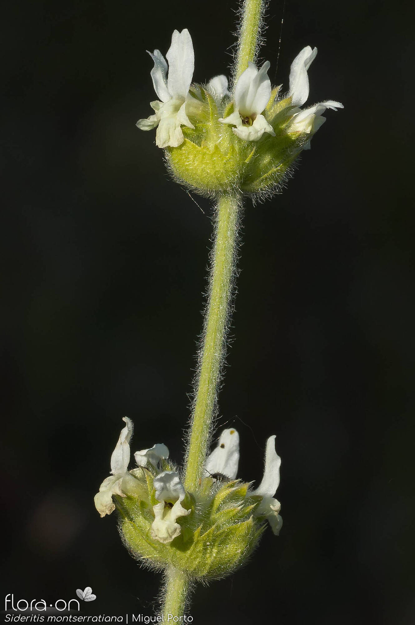Sideritis montserratiana - Flor (geral) | Miguel Porto; CC BY-NC 4.0