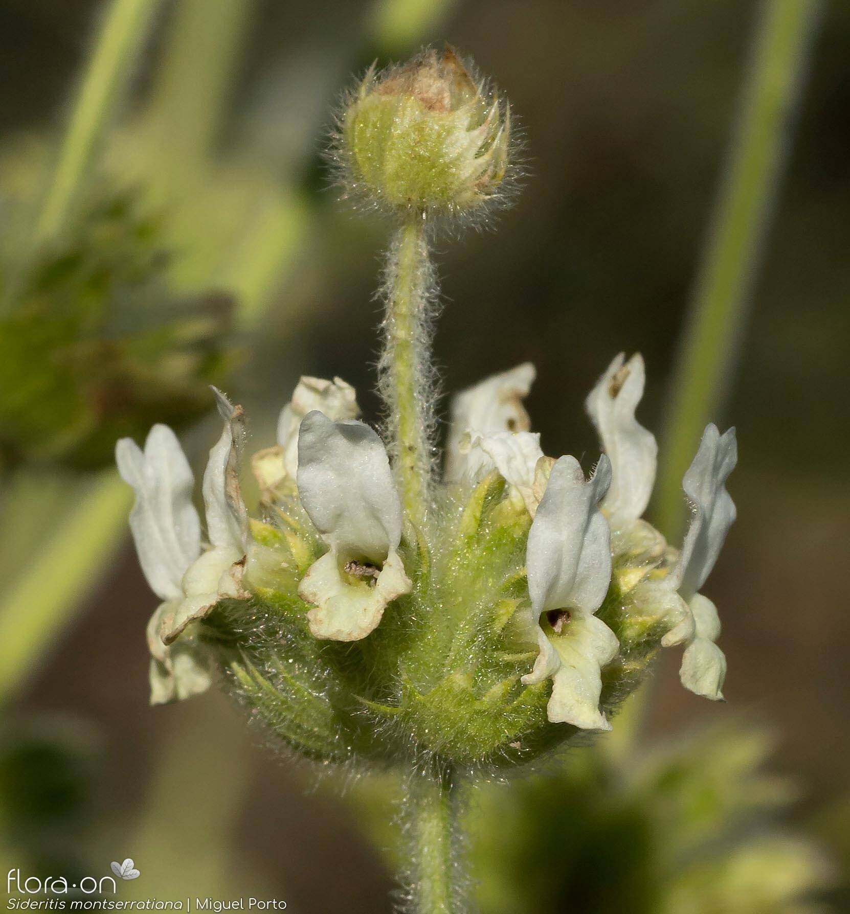 Sideritis montserratiana - Flor (close-up) | Miguel Porto; CC BY-NC 4.0