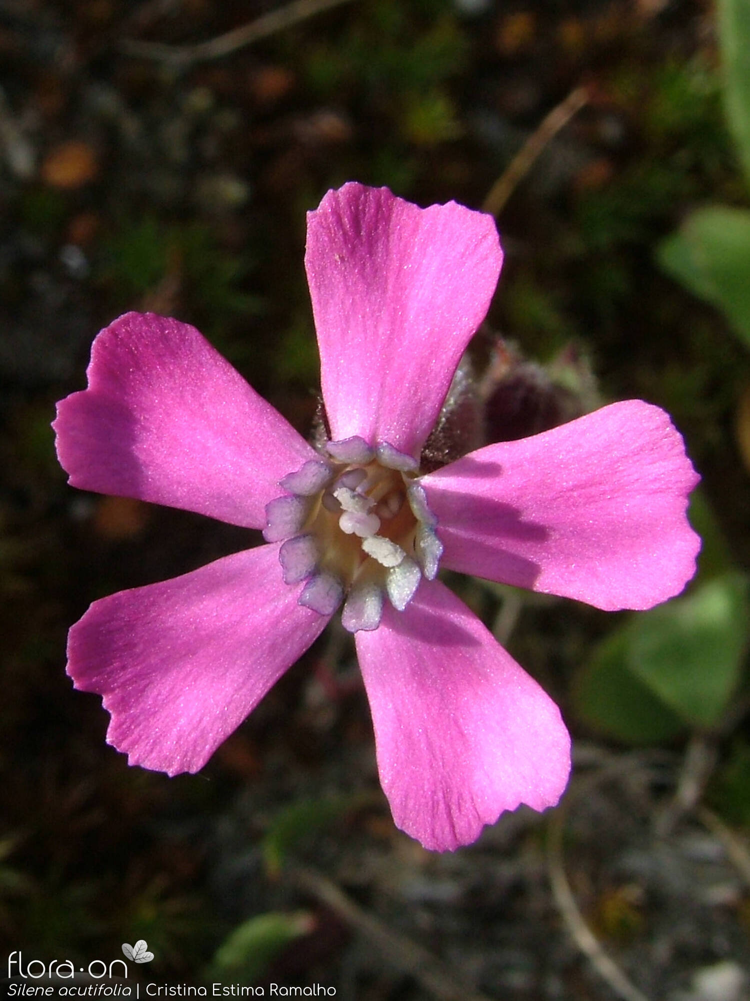 Silene acutifolia
