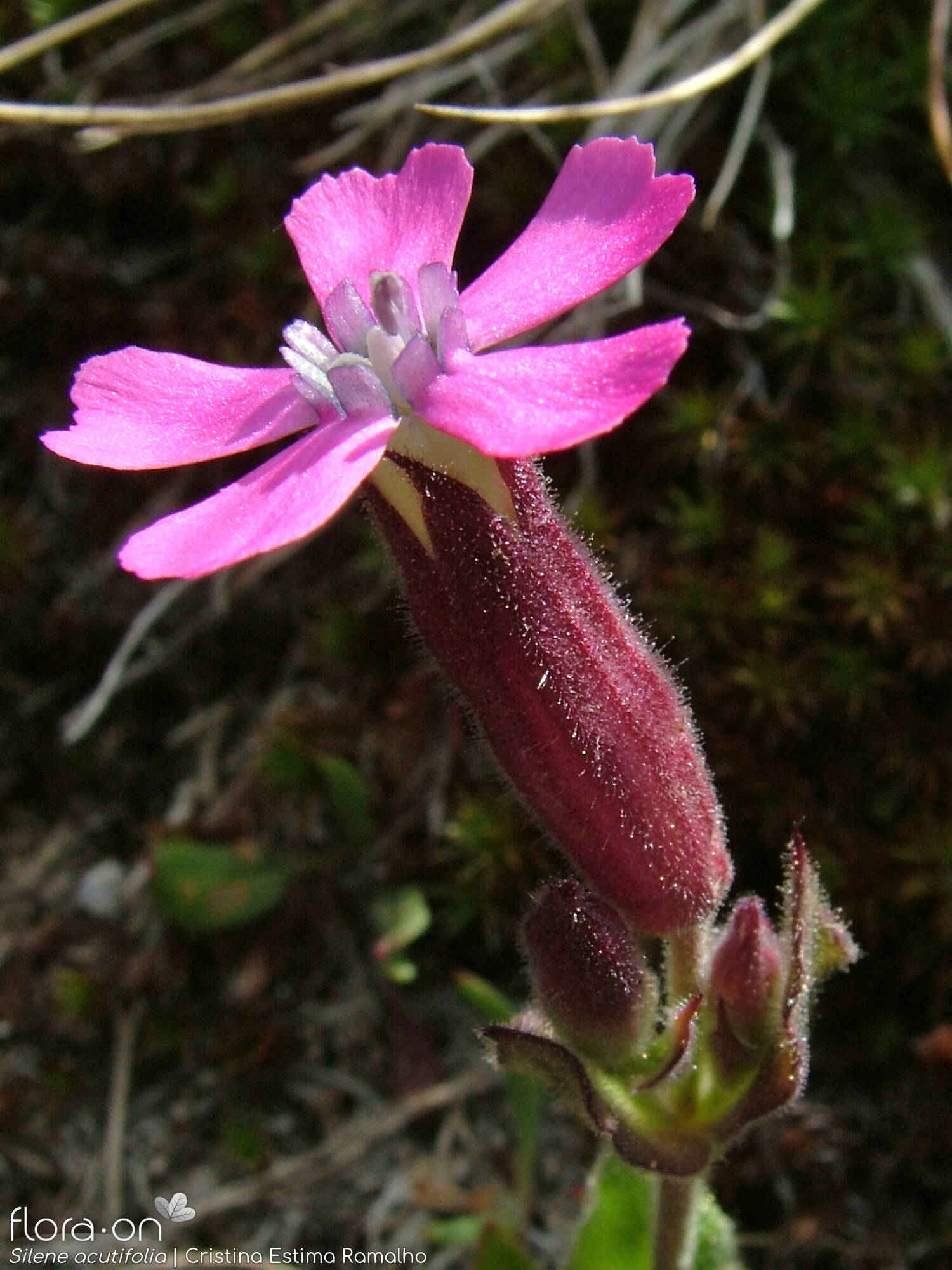 Silene acutifolia - Flor (close-up) | Cristina Estima Ramalho; CC BY-NC 4.0