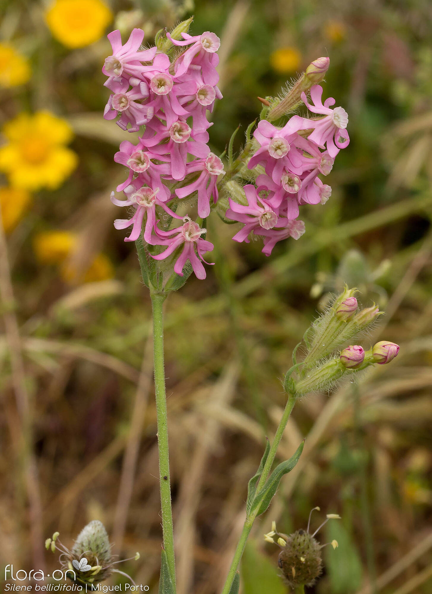 Silene bellidifolia - Flor (geral) | Miguel Porto; CC BY-NC 4.0