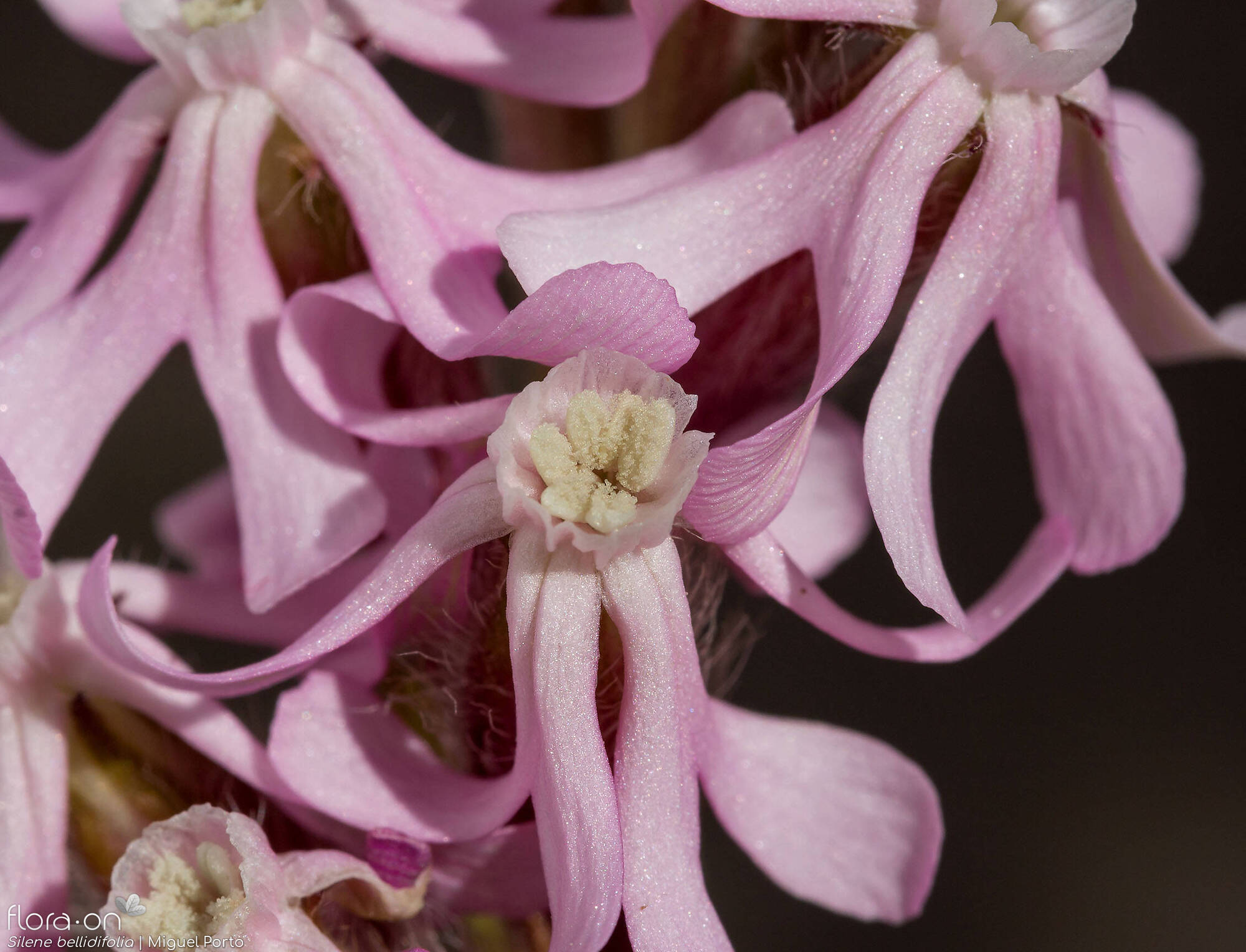 Silene bellidifolia - Flor (close-up) | Miguel Porto; CC BY-NC 4.0