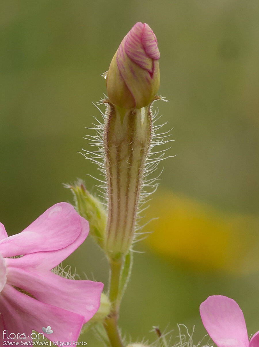 Silene bellidifolia - Flor (close-up) | Miguel Porto; CC BY-NC 4.0