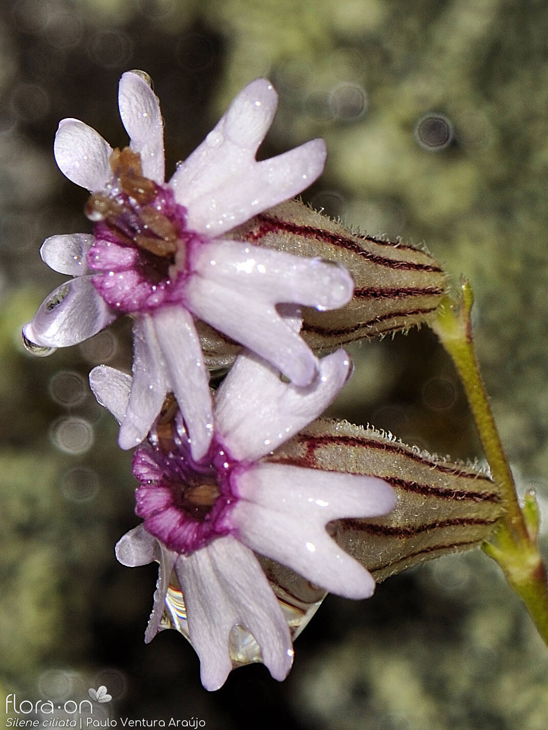 Silene ciliata - Flor (close-up) | Paulo Ventura Araújo; CC BY-NC 4.0