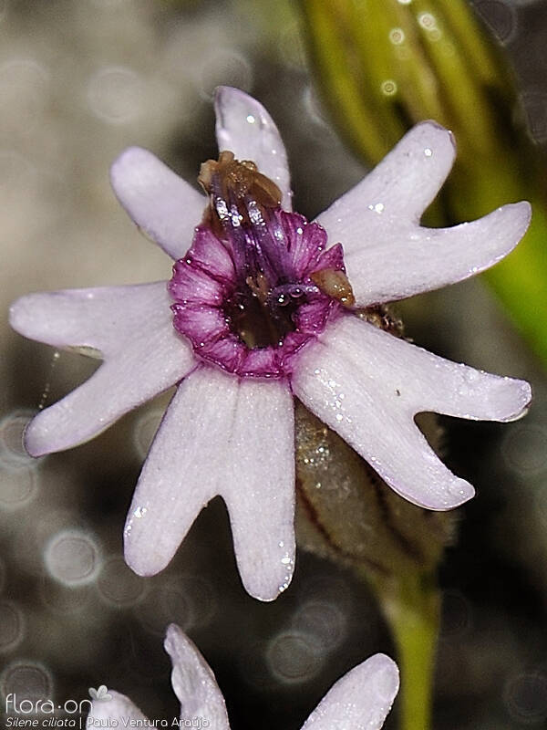 Silene ciliata - Flor (close-up) | Paulo Ventura Araújo; CC BY-NC 4.0