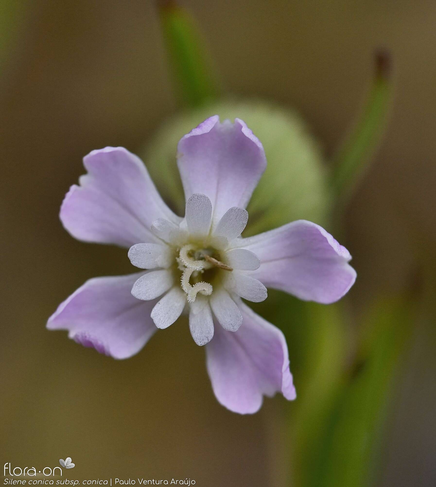 Silene conica conica - Flor (close-up) | Paulo Ventura Araújo; CC BY-NC 4.0