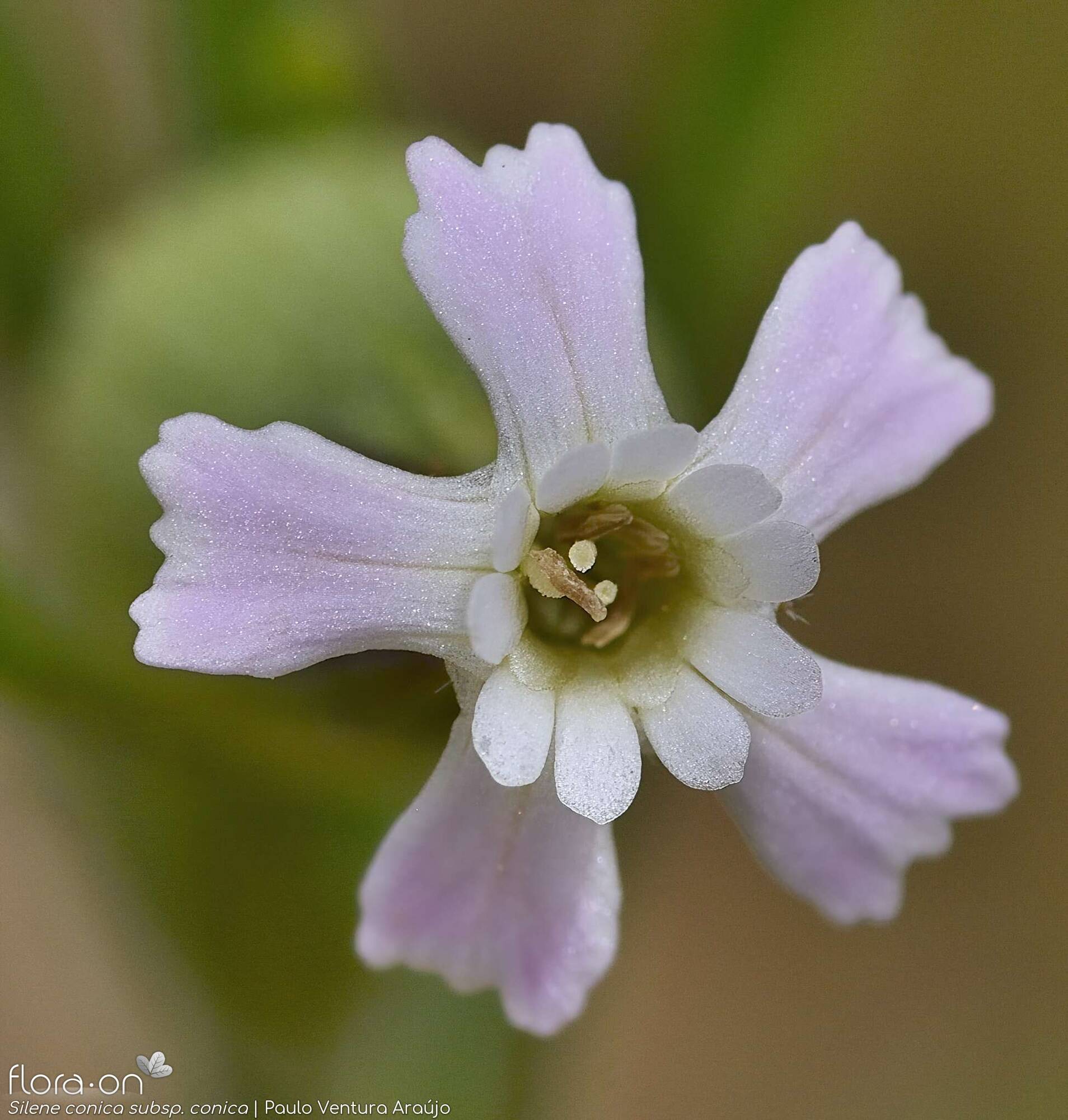 Silene conica conica - Flor (close-up) | Paulo Ventura Araújo; CC BY-NC 4.0