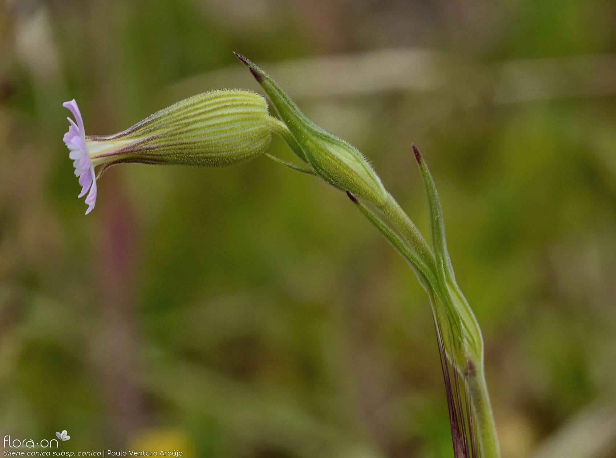 Silene conica conica - Flor (geral) | Paulo Ventura Araújo; CC BY-NC 4.0