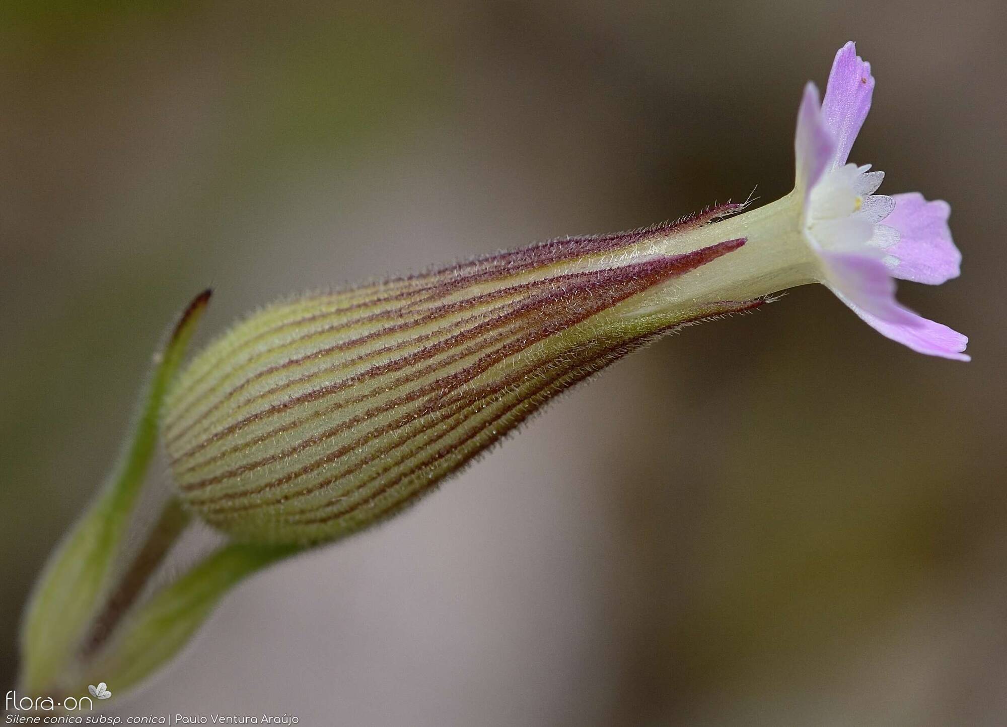 Silene conica conica - Cálice | Paulo Ventura Araújo; CC BY-NC 4.0