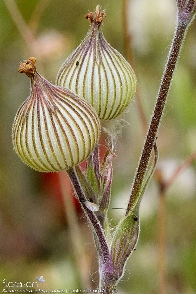 Silene conica
