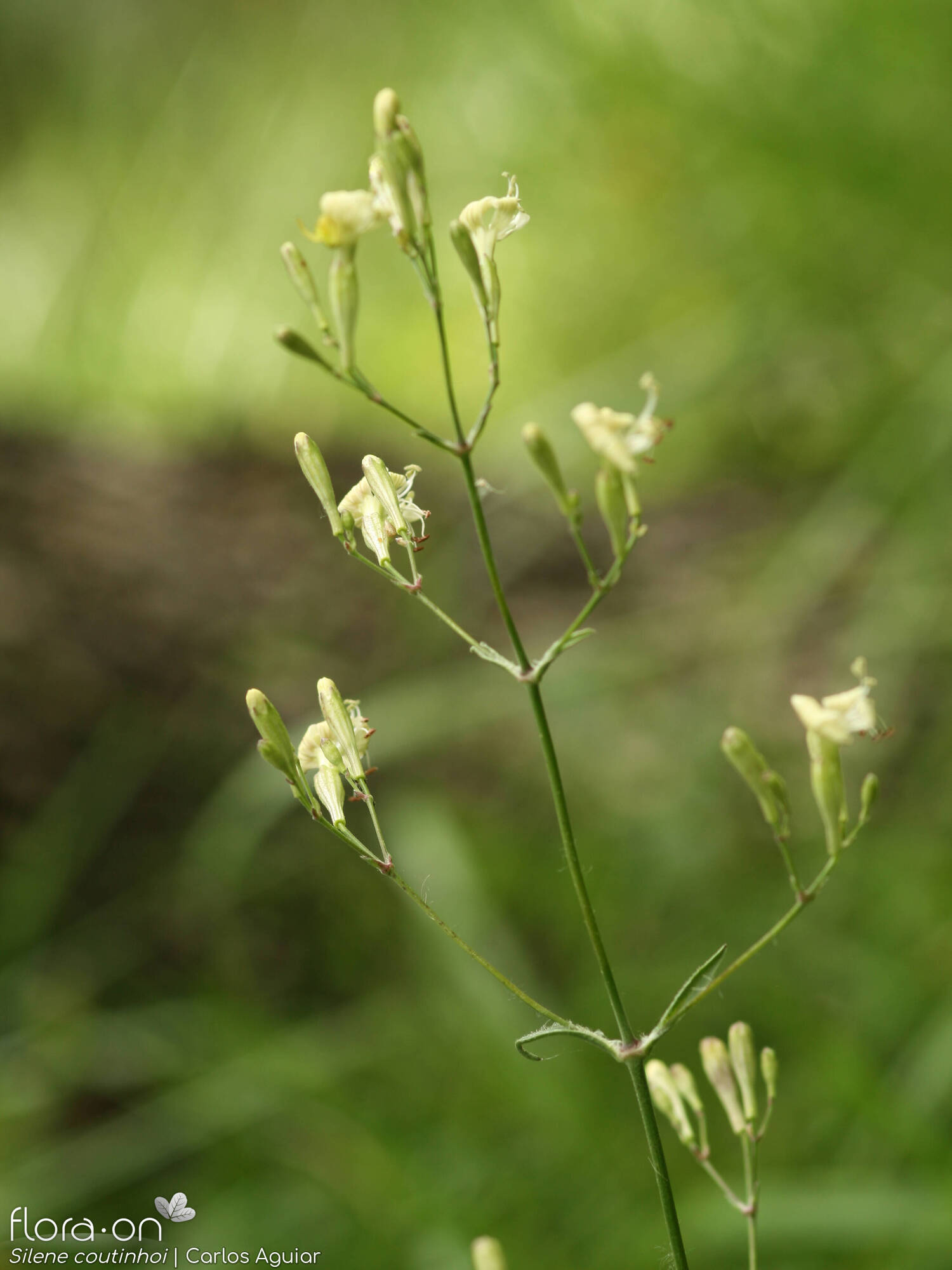 Silene coutinhoi