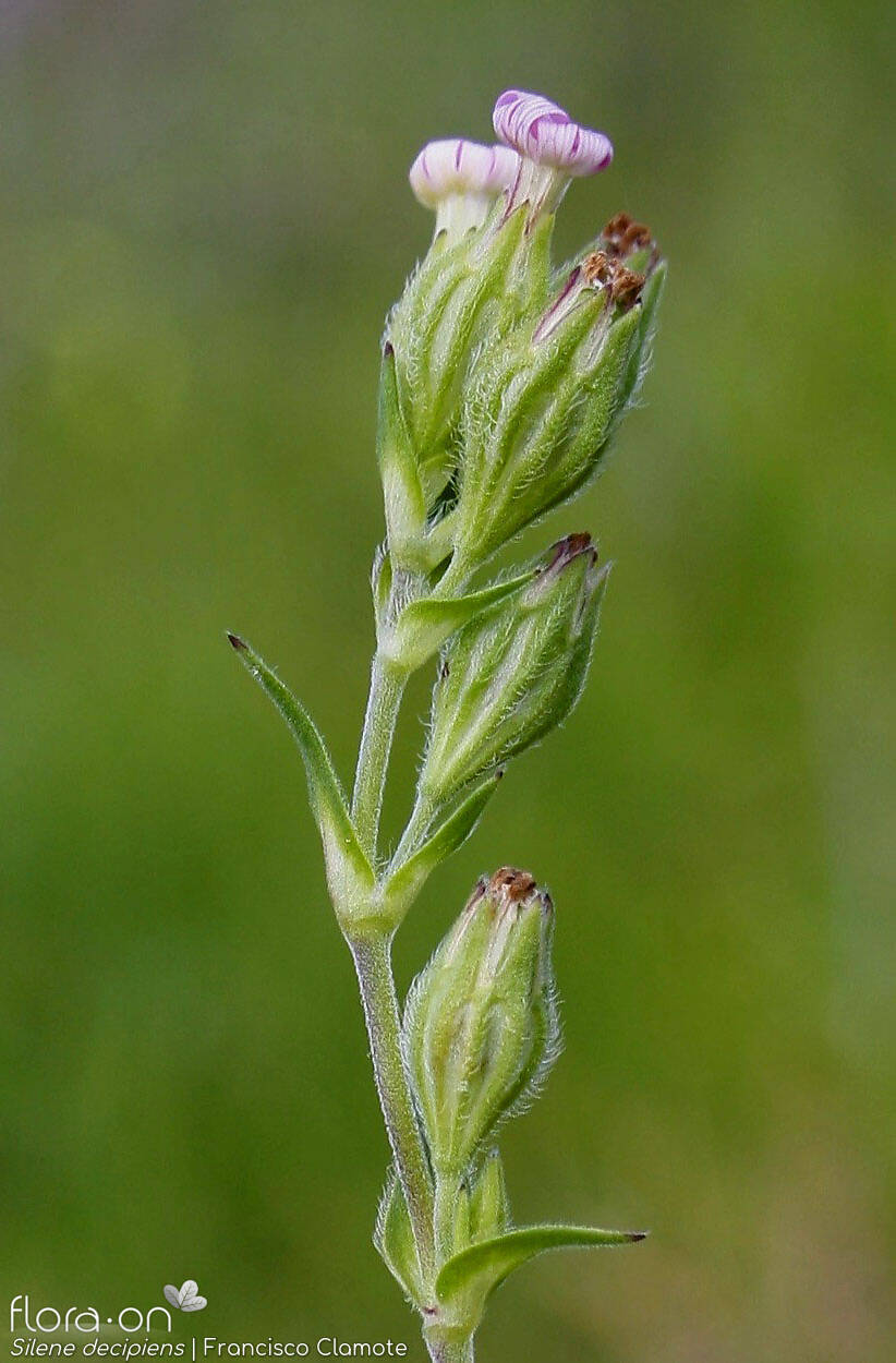 Silene decipiens